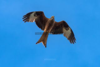 Link to Photo | red kite