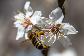 Link to Photo | stamen, March, twig, spring, Germany, collecting, color, white, close-up, Apis mellifera, wild bees, cherry tree, Anisepyris williamsi, flower, pollen, flower petal, fruit tree