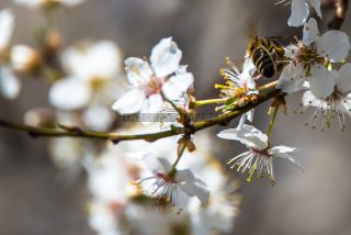 Link to Photo | stamen, March, twig, spring, Germany, collecting, color, white, close-up, Apis mellifera, wild bees, cherry tree, Anisepyris williamsi, flower, pollen, flower petal, fruit tree