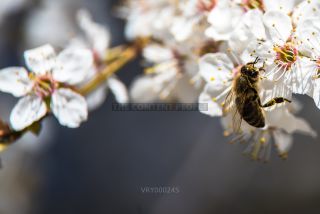 Link to Photo | stamen, March, twig, spring, Germany, collecting, color, white, close-up, Apis mellifera, wild bees, cherry tree, Anisepyris williamsi, flower, pollen, flower petal, fruit tree