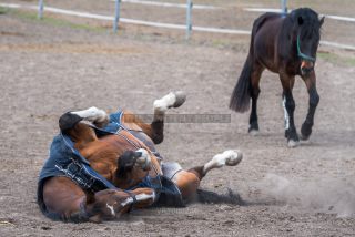 Link to Photo | horse stud farm, Equidae, joie de vivre, Pferdekoppel, 2022, horse, animal, joy