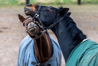 Link to Photo | horse stud farm, Equidae, joie de vivre, Pferdekoppel, 2022, horse, animal, joy