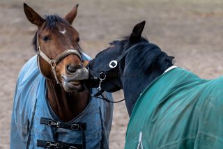 Link to Photo | horse stud farm, Equidae, joie de vivre, Pferdekoppel, 2022, horse, animal, joy