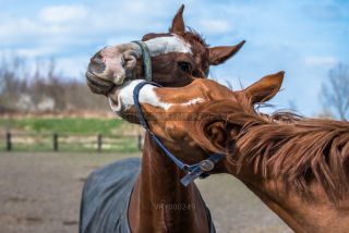 Link to Photo | horse stud farm, Equidae, joie de vivre, Pferdekoppel, 2022, horse, animal, joy