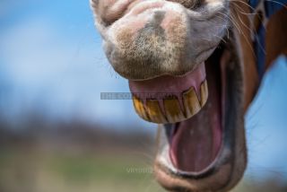 Link to Photo | horse stud farm, Equidae, joie de vivre, Pferdekoppel, 2022, horse, animal, joy