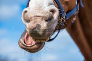 Link to Photo | horse stud farm, Equidae, joie de vivre, Pferdekoppel, 2022, horse, animal, joy
