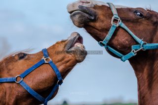 Link to Photo | horse stud farm, Equidae, joie de vivre, Pferdekoppel, 2022, horse, animal, joy