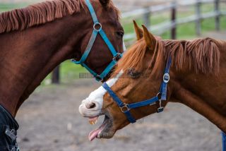 Link to Photo | horse stud farm, Equidae, joie de vivre, Pferdekoppel, 2022, horse, animal, joy