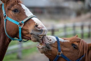 Link to Photo | horse stud farm, Equidae, joie de vivre, Pferdekoppel, 2022, horse, animal, joy