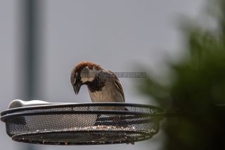 Link to Photo | House Sparrow, eating