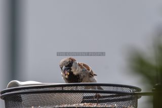 Link to Photo | House Sparrow, eating