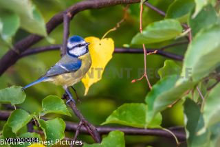 Link to Photo | blue, May, spring, summer, broad-leaved tree, tit, Betula, Eurasian Blue Tit, green, leaf, 2022, birds, yellow