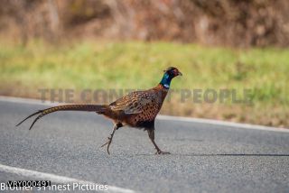 Link to Photo | Germany, colorful, Galliformes, rooster, Common Pheasant, Phasianidae, birds, animal, nature