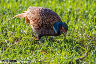 Link to Photo | Germany, colorful, Galliformes, rooster, Common Pheasant, Phasianidae, birds, animal, nature