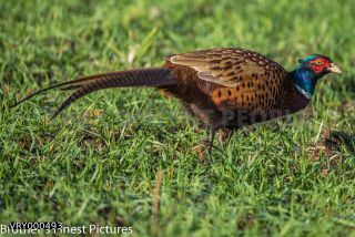 Link to Photo | Germany, colorful, Galliformes, rooster, Common Pheasant, Phasianidae, birds, animal, nature