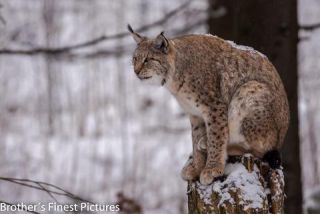 Link to Photo | winter, color, Wildpark Waldhaus Mehlmeisel, Wildpark, Eurasian lynx, Europe, Mehlmeisel, big cat, Lynx, snow