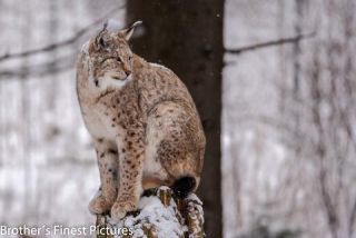Link to Photo | winter, color, Wildpark Waldhaus Mehlmeisel, Wildpark, Eurasian lynx, Europe, Mehlmeisel, big cat, Lynx, snow