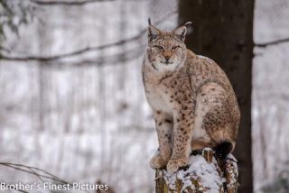 Link to Photo | winter, color, Wildpark Waldhaus Mehlmeisel, Wildpark, Eurasian lynx, Europe, Mehlmeisel, big cat, Lynx, snow