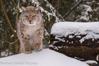 Link to Photo | winter, color, Wildpark Waldhaus Mehlmeisel, Wildpark, Eurasian lynx, Europe, Mehlmeisel, big cat, Lynx, snow