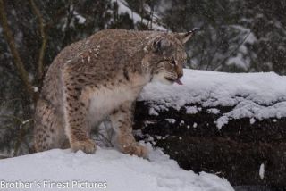 Link to Photo | winter, color, Wildpark Waldhaus Mehlmeisel, Wildpark, Eurasian lynx, Europe, Mehlmeisel, big cat, Lynx, snow