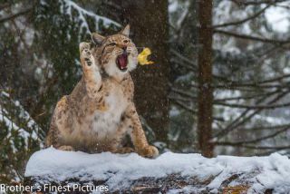 Link to Photo | winter, color, Wildpark Waldhaus Mehlmeisel, Wildpark, Eurasian lynx, Europe, Mehlmeisel, big cat, Lynx, snow