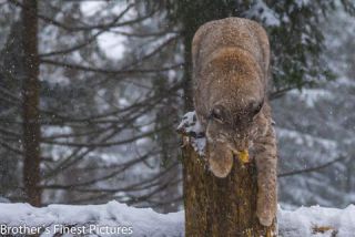 Link to Photo | winter, color, Wildpark Waldhaus Mehlmeisel, Wildpark, Eurasian lynx, Europe, Mehlmeisel, big cat, Lynx, snow
