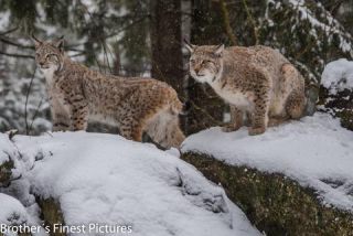 Link to Photo | winter, color, Wildpark Waldhaus Mehlmeisel, Wildpark, Eurasian lynx, Europe, Mehlmeisel, big cat, Lynx, snow
