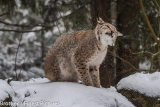 Link to Photo | winter, color, Wildpark Waldhaus Mehlmeisel, Wildpark, Eurasian lynx, Europe, Mehlmeisel, big cat, Lynx, snow