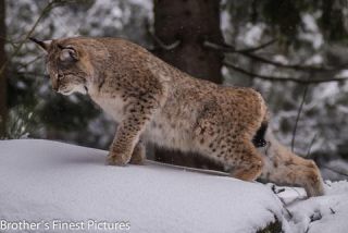 Link to Photo | winter, color, Wildpark Waldhaus Mehlmeisel, Wildpark, Eurasian lynx, Europe, Mehlmeisel, big cat, Lynx, snow