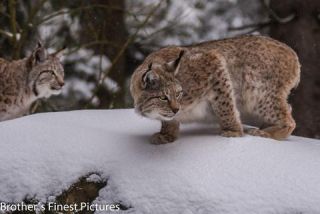 Link to Photo | winter, color, Wildpark Waldhaus Mehlmeisel, Wildpark, Eurasian lynx, Europe, Mehlmeisel, big cat, Lynx, snow