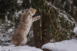 Link to Photo | winter, color, Wildpark Waldhaus Mehlmeisel, Wildpark, Eurasian lynx, Europe, Mehlmeisel, big cat, Lynx, snow