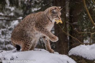 Link to Photo | winter, color, Wildpark Waldhaus Mehlmeisel, Wildpark, Eurasian lynx, Europe, Mehlmeisel, big cat, Lynx, snow