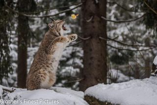 Link to Photo | winter, color, Wildpark Waldhaus Mehlmeisel, Wildpark, Eurasian lynx, Europe, Mehlmeisel, big cat, Lynx, snow