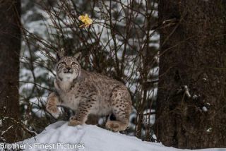 Link to Photo | winter, color, Wildpark Waldhaus Mehlmeisel, Wildpark, Eurasian lynx, Europe, Mehlmeisel, big cat, Lynx, snow