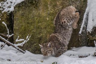 Link to Photo | winter, color, Wildpark Waldhaus Mehlmeisel, Wildpark, Eurasian lynx, Europe, Mehlmeisel, big cat, Lynx, snow