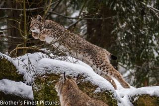 Link to Photo | winter, color, Wildpark Waldhaus Mehlmeisel, Wildpark, Eurasian lynx, Europe, Mehlmeisel, big cat, Lynx, snow