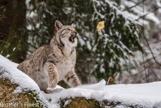 Link to Photo | winter, color, Wildpark Waldhaus Mehlmeisel, Wildpark, Eurasian lynx, Europe, Mehlmeisel, big cat, Lynx, snow