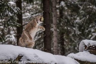 Link to Photo | winter, color, Wildpark Waldhaus Mehlmeisel, Wildpark, Eurasian lynx, Europe, Mehlmeisel, big cat, Lynx, snow