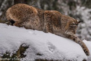 Link to Photo | winter, color, Wildpark Waldhaus Mehlmeisel, Wildpark, Eurasian lynx, Europe, Mehlmeisel, big cat, Lynx, snow