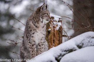 Link to Photo | winter, color, Wildpark Waldhaus Mehlmeisel, Wildpark, Eurasian lynx, Europe, Mehlmeisel, big cat, Lynx, snow