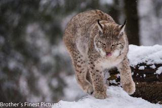 Link to Photo | winter, color, Wildpark Waldhaus Mehlmeisel, Wildpark, Eurasian lynx, Europe, Mehlmeisel, big cat, Lynx, snow
