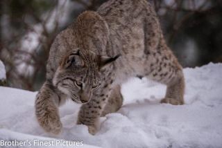 Link to Photo | winter, color, Wildpark Waldhaus Mehlmeisel, Wildpark, Eurasian lynx, Europe, Mehlmeisel, big cat, Lynx, snow