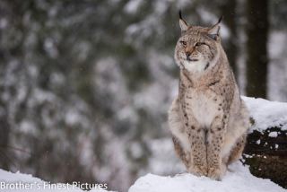 Link to Photo | winter, color, Wildpark Waldhaus Mehlmeisel, Wildpark, Eurasian lynx, Europe, Mehlmeisel, big cat, Lynx, snow