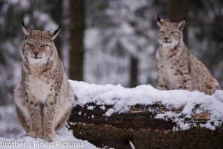 Link to Photo | winter, color, Wildpark Waldhaus Mehlmeisel, Wildpark, Eurasian lynx, Europe, Mehlmeisel, big cat, Lynx, snow