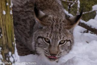 Link to Photo | winter, color, Wildpark Waldhaus Mehlmeisel, Wildpark, Eurasian lynx, Europe, Mehlmeisel, big cat, Lynx, snow
