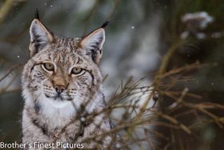 Link to Photo | winter, color, Wildpark Waldhaus Mehlmeisel, Wildpark, Eurasian lynx, Europe, Mehlmeisel, big cat, Lynx, snow