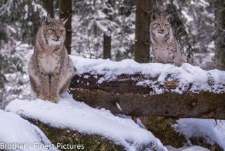 Link to Photo | winter, color, Wildpark Waldhaus Mehlmeisel, Wildpark, Eurasian lynx, Europe, Mehlmeisel, big cat, Lynx, snow