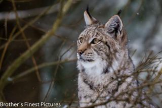 Link to Photo | winter, color, Wildpark Waldhaus Mehlmeisel, Wildpark, Eurasian lynx, Europe, Mehlmeisel, big cat, Lynx, snow