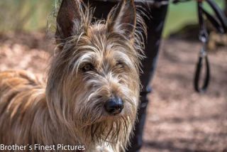 Link to Photo | cub, photograph, dog, Buxheimer Weiher, Germany, Rassehund, April 10, Picardy Shepherd, shepherd dog, herding dog, dog breed, 2023, Buxheim, animal, Yumi