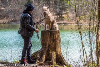 Link to Photo | cub, photograph, dog, Buxheimer Weiher, Germany, Rassehund, April 10, Picardy Shepherd, shepherd dog, herding dog, dog breed, 2023, Buxheim, animal, Yumi